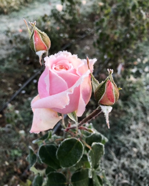 Frost covered rose