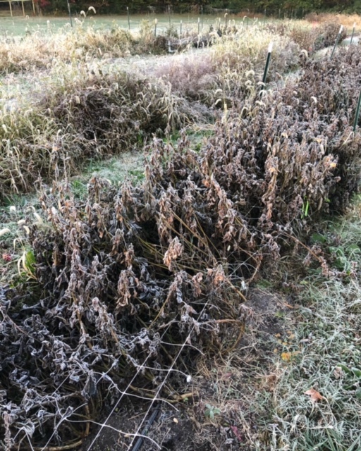 Dahlias killed by frost