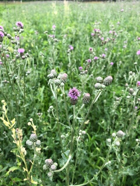 Pretty purple bull thistle is a thug of a weed in our fields.
