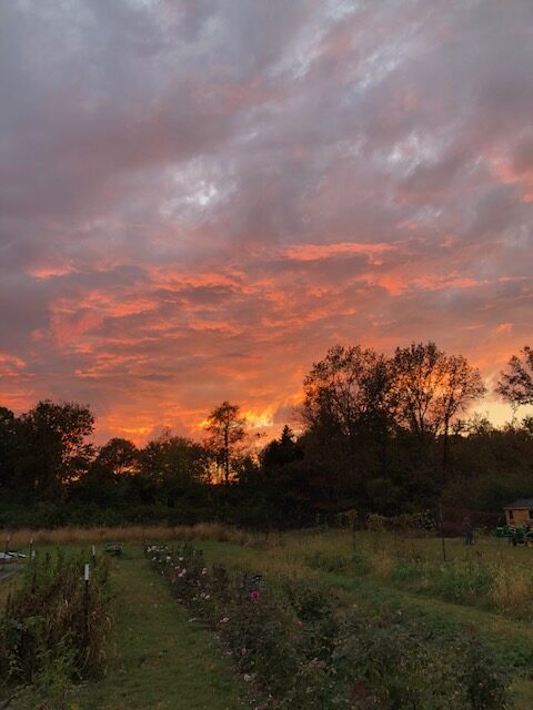 Beautiful early fall sunset in the flower field.