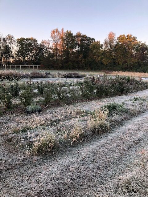 Frostmas in the field