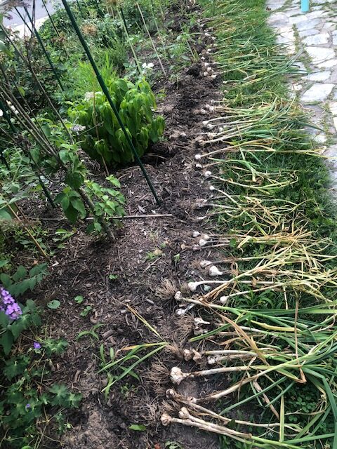 Mid summer garlic harvested from front yard mixed