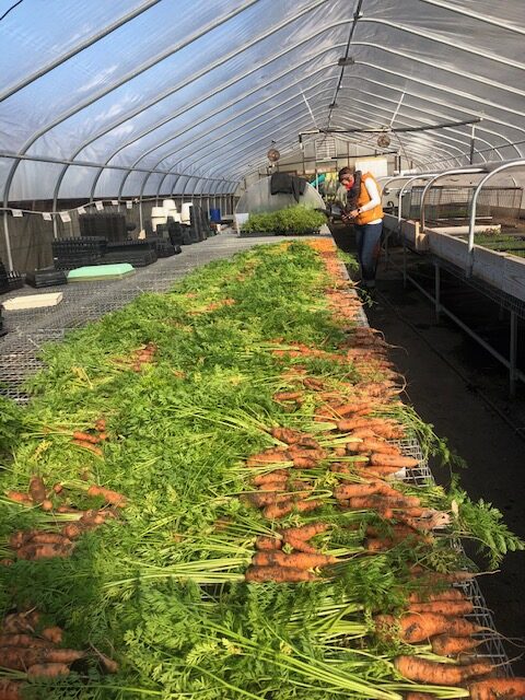 Freshly harvest carrots from Eco City Farms