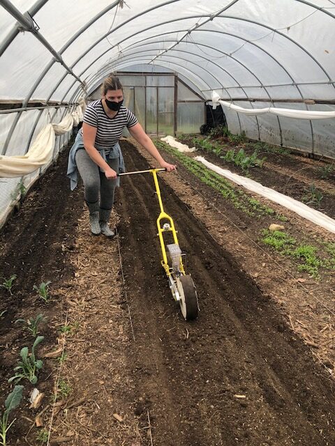 Direct seeding a bed in a high tunnel at Eco City Farms 