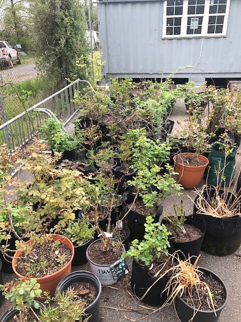 Potted roses and hydrangeas on hold for a new home