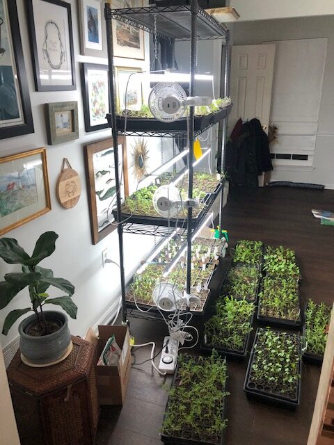 Expansion of seed starting in living room- March 2022
