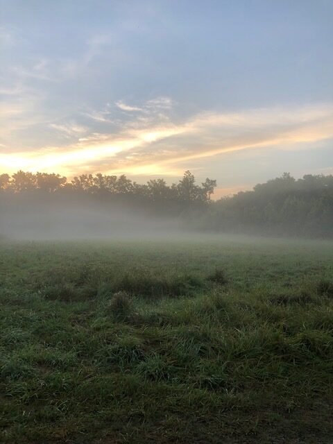 Early morning fog fading away from field - Southern Maryland