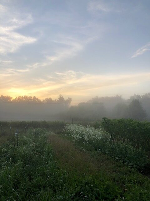 Morning fog fading from the future flower field - Quince Blossom Ridge