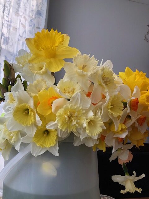 A bucket of spring sunshine aka daffodils! 