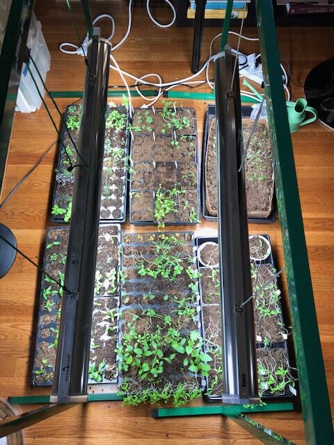 First tomatoes and peppers seedlings in grow room in Cheverly - 2018