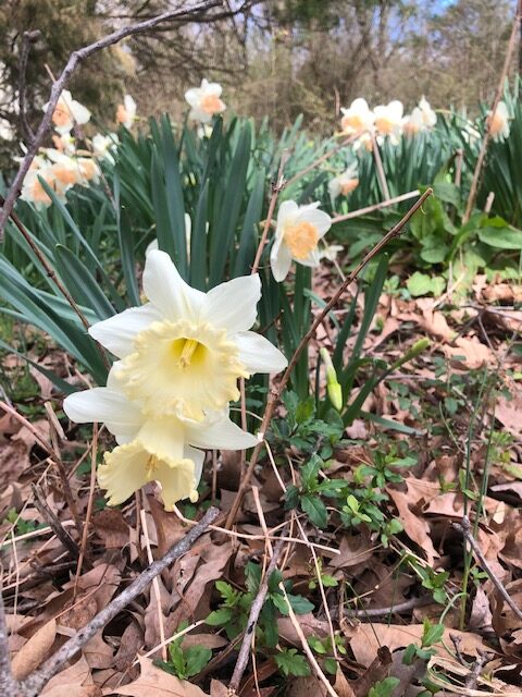 Pale yellow and apricot daffodils in our future ceremony grove! 