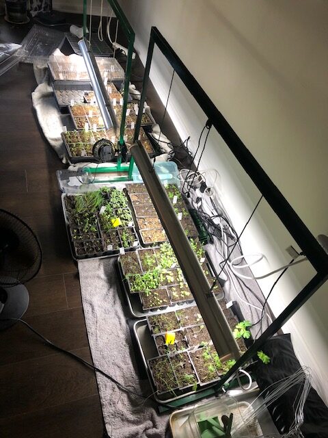 Early seed starting with not enough lights or space - January 2022