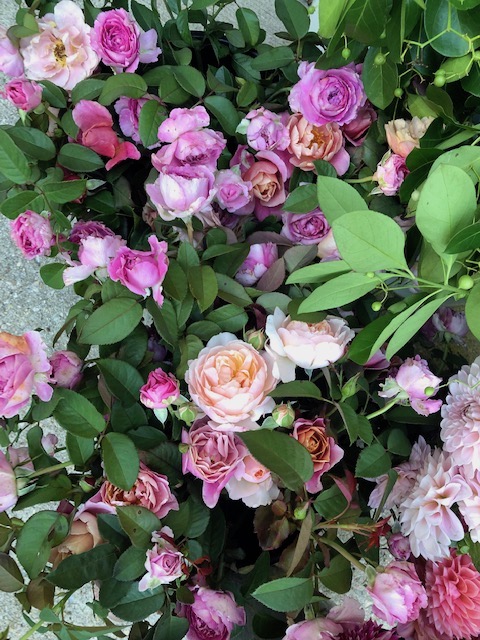 Harvested roses in different stages