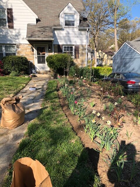 Newly expanded garden beds with tulips, garlic, roses and dahlias